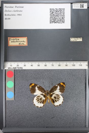 Media type: image;   Entomology 130232